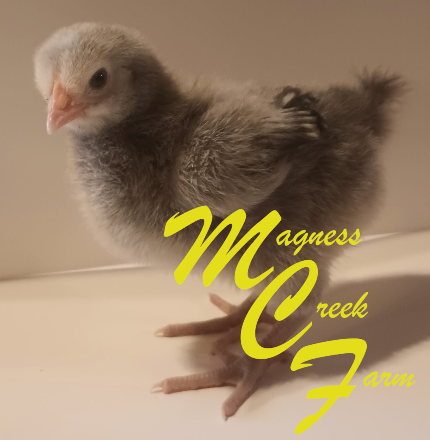 Silver Laced English Orpington Chicks