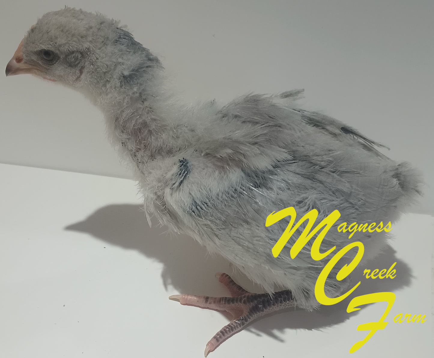 Lavender English Orpington Chicks