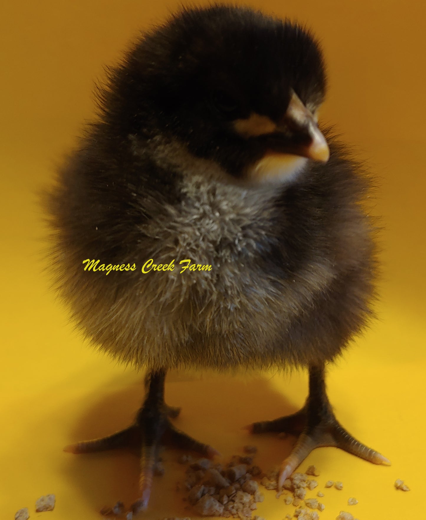 Black English Orpington Chicks