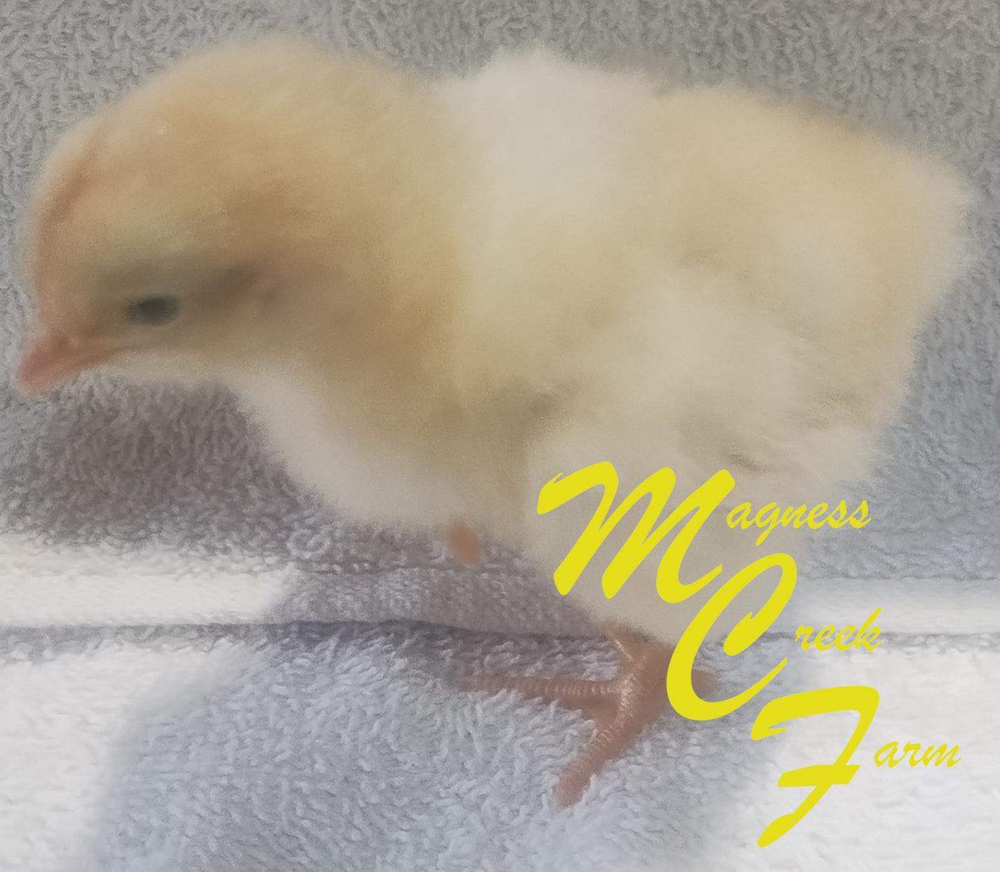 Buff English Orpington Chick
