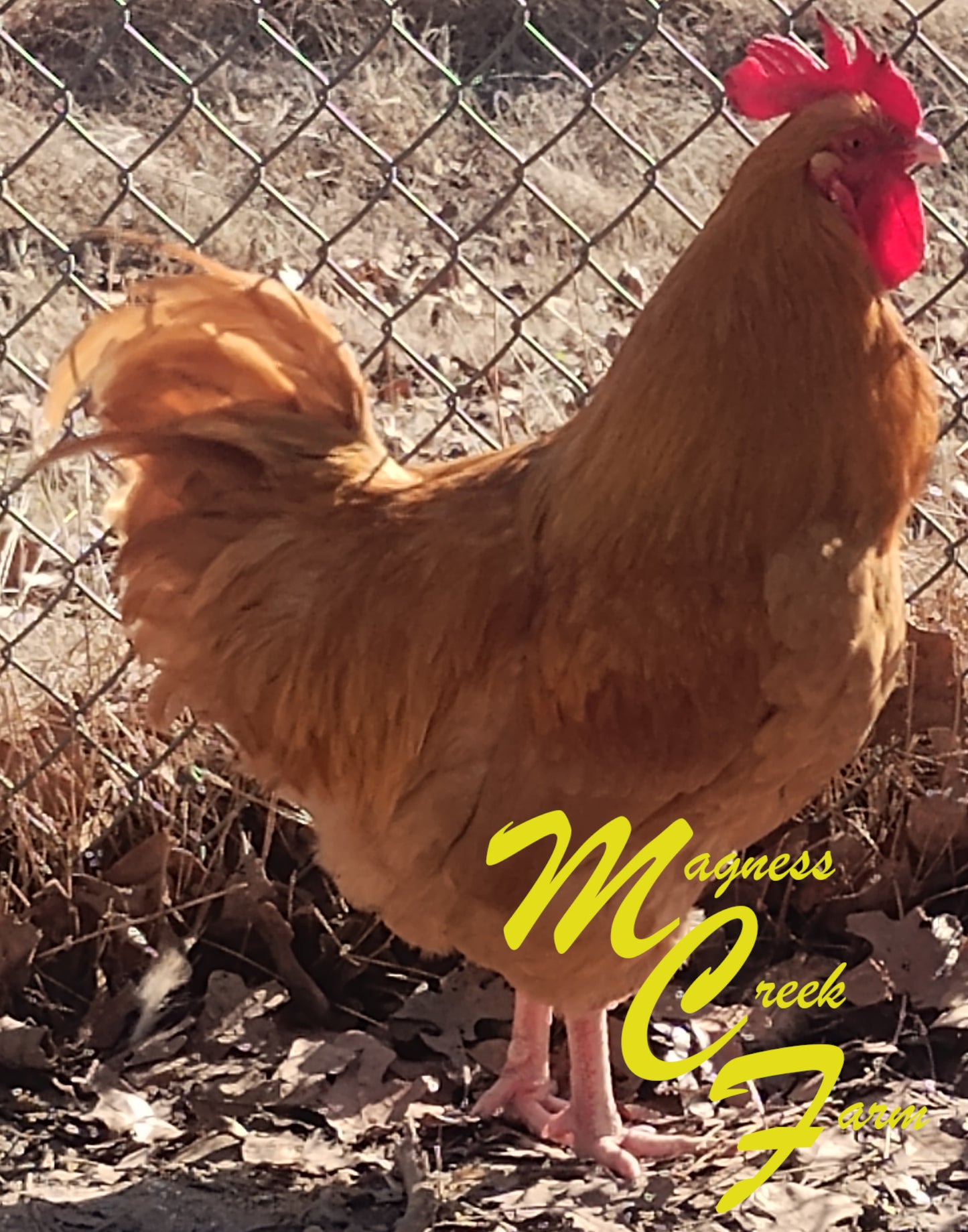 English Orpington - Buff Hatching Eggs