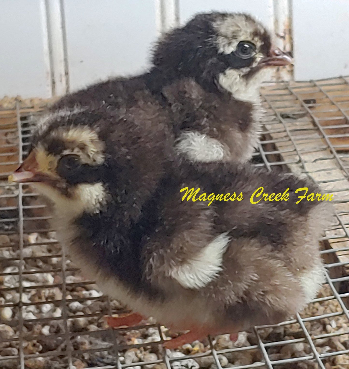Chocolate/Chocolate Mottled English Orpington Chicks