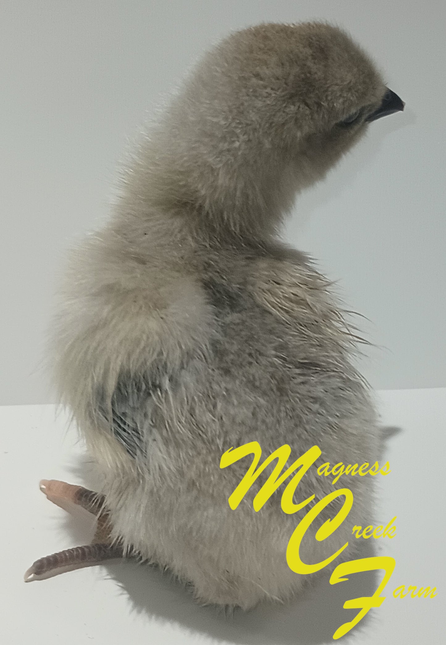 Silver Laced English Orpington Chicks