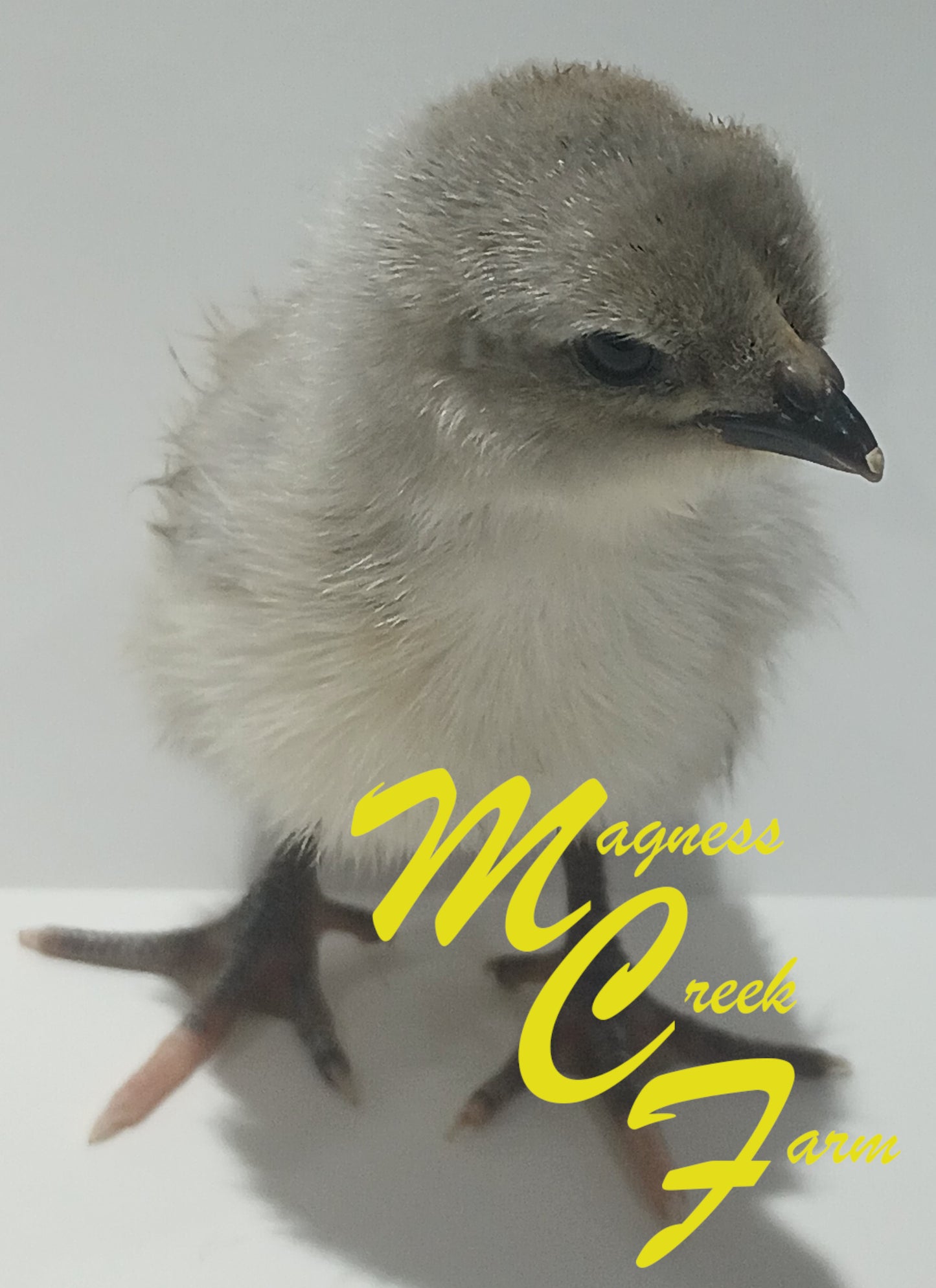 Silver Laced English Orpington Chicks