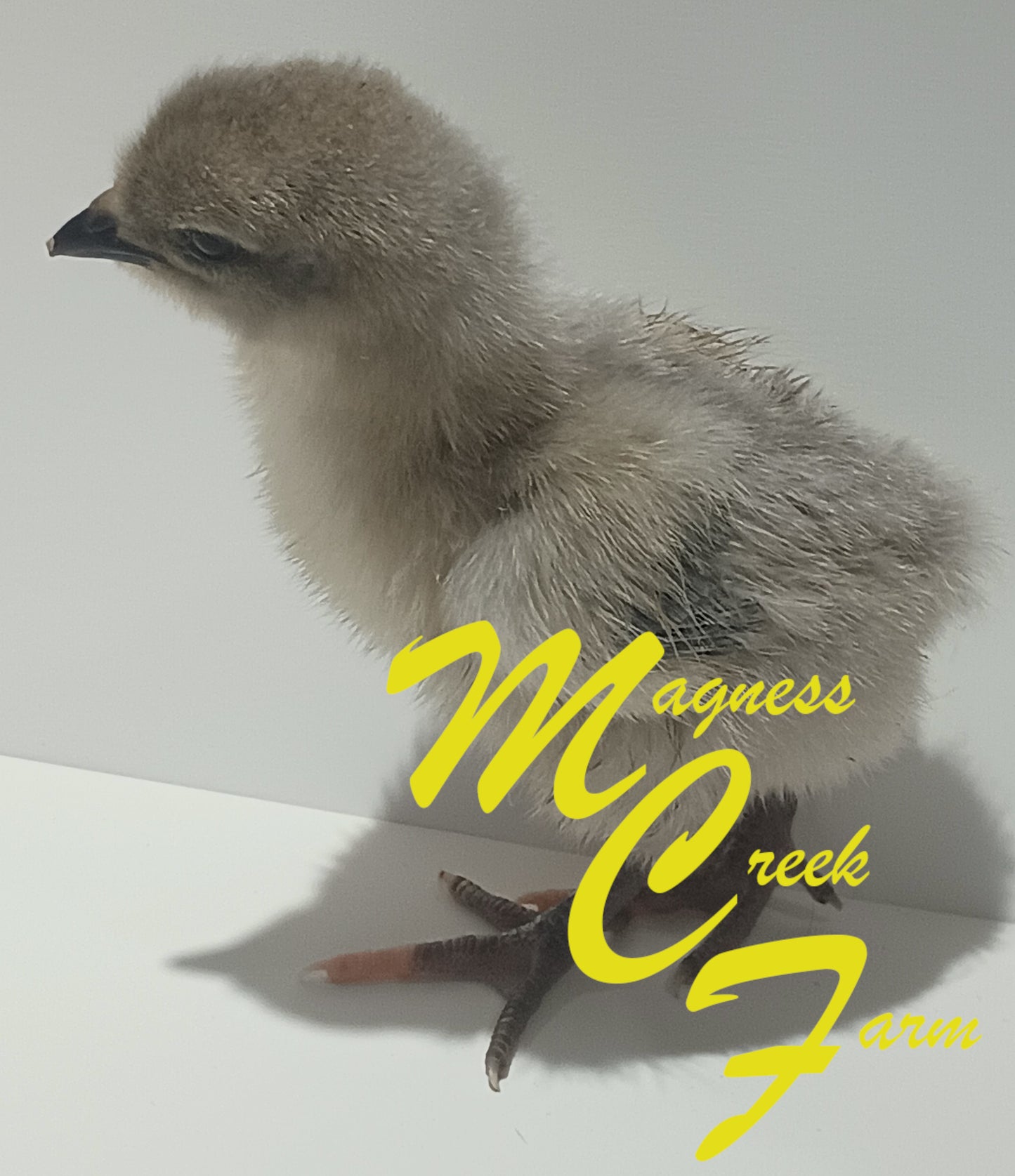 Silver Laced English Orpington Chicks