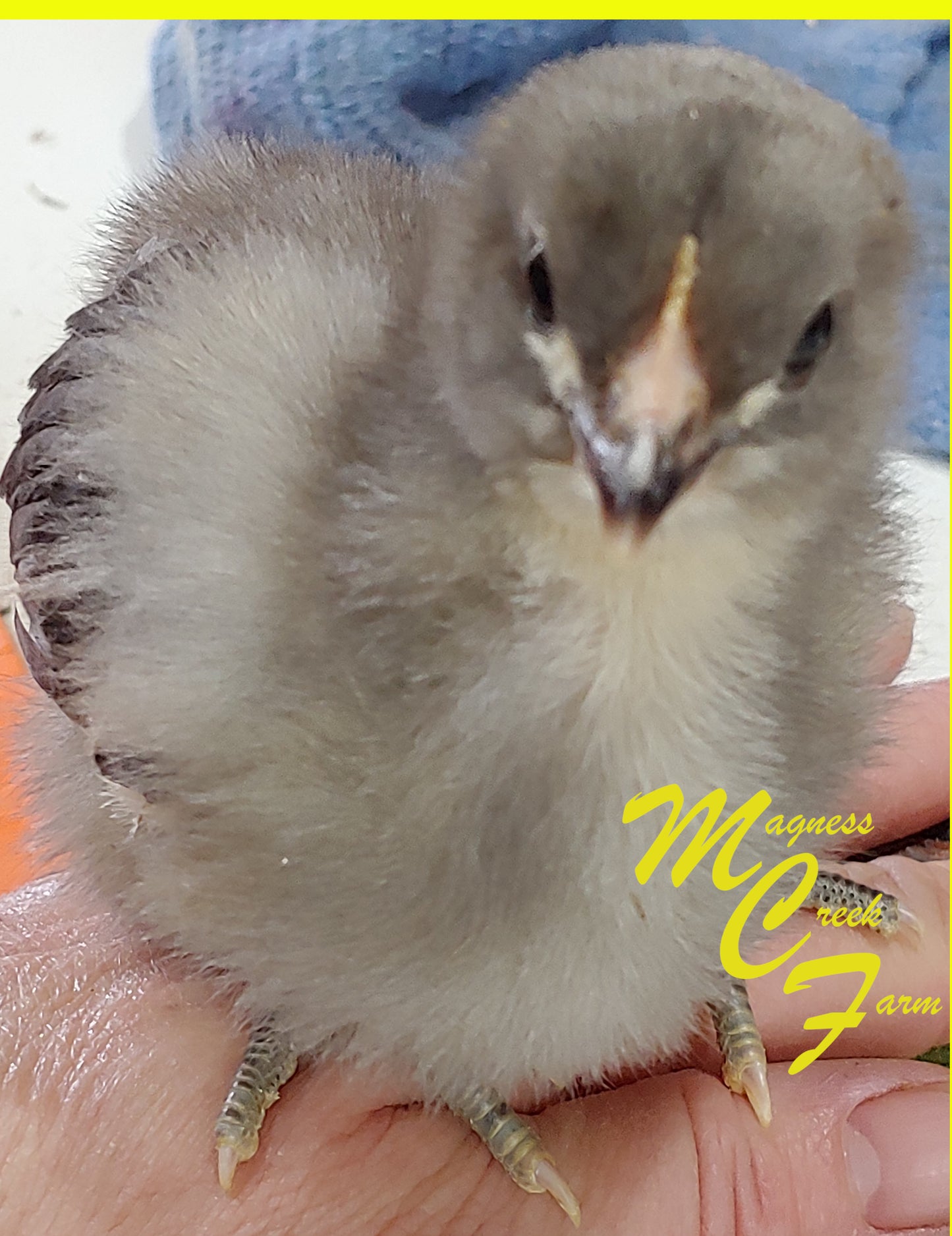 Lavender English Orpington Chicks 1 week old