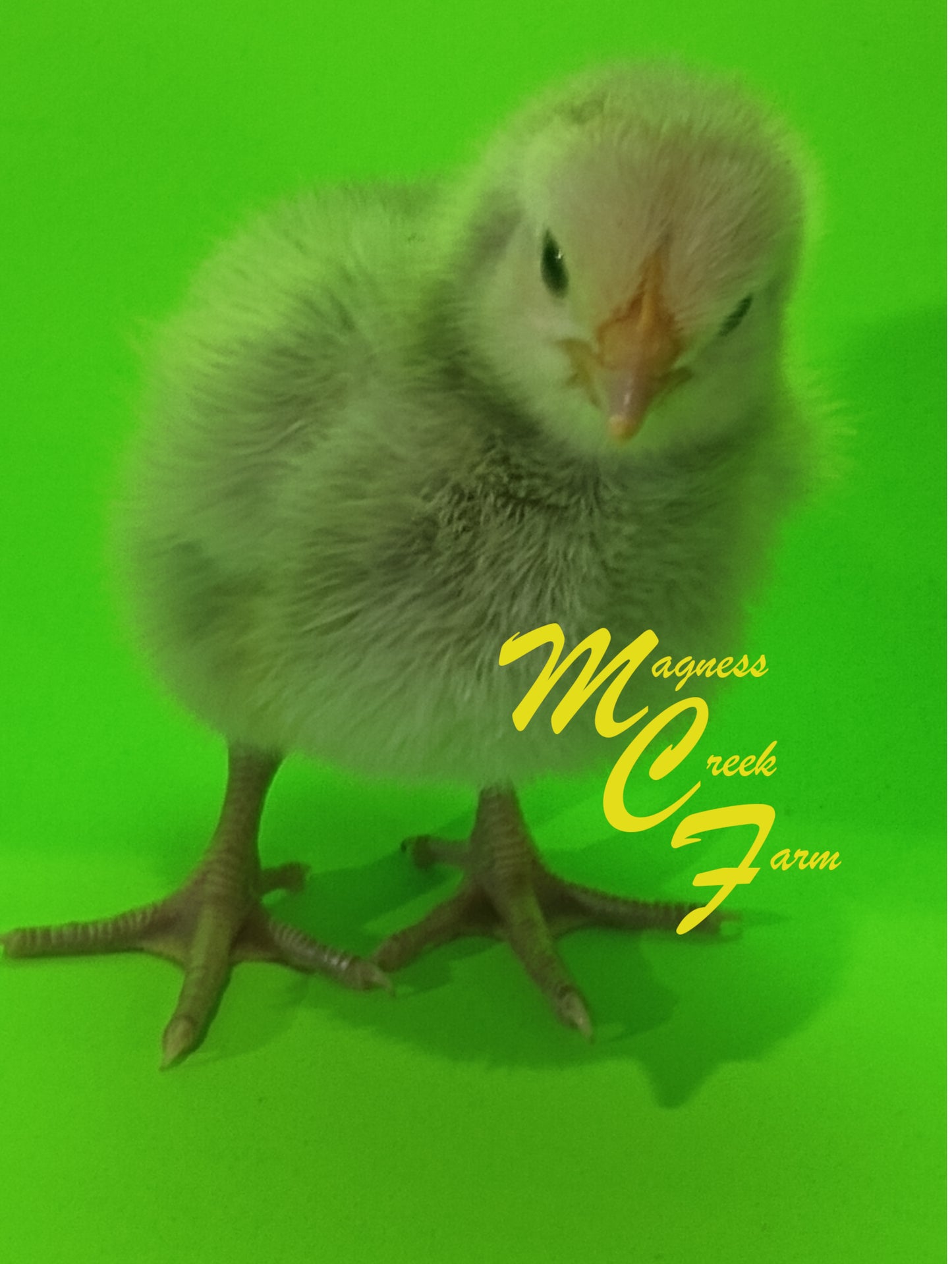 Silver Laced English Orpington Chicks