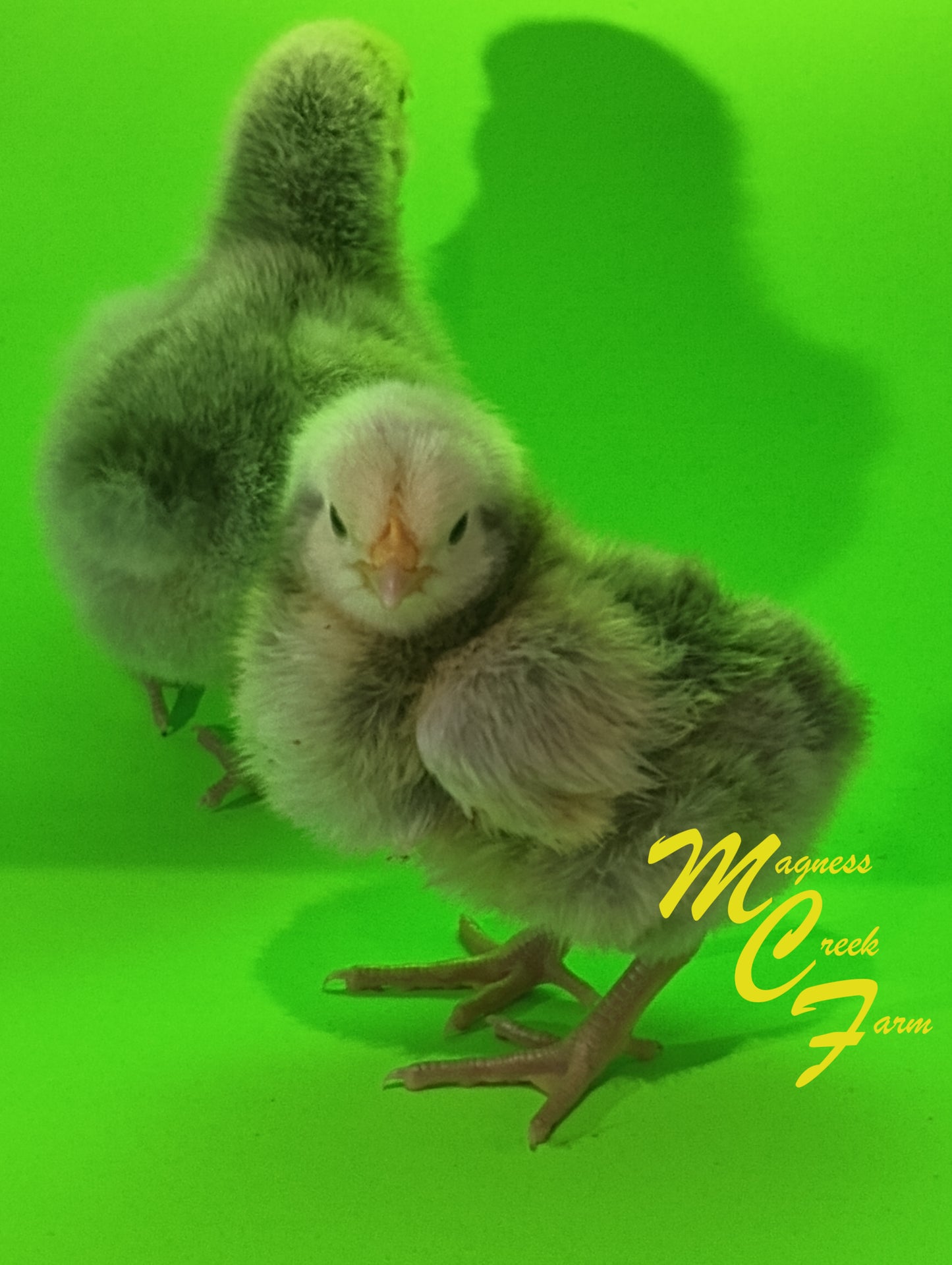 Silver Laced English Orpington Chicks