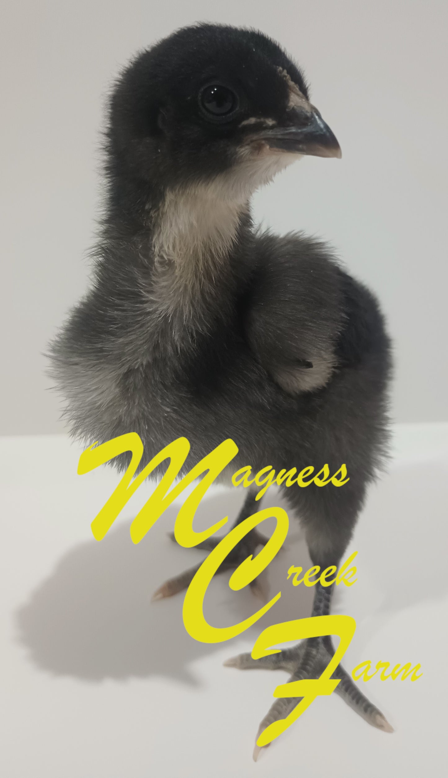 Black English Orpington Chicks, 2 week old