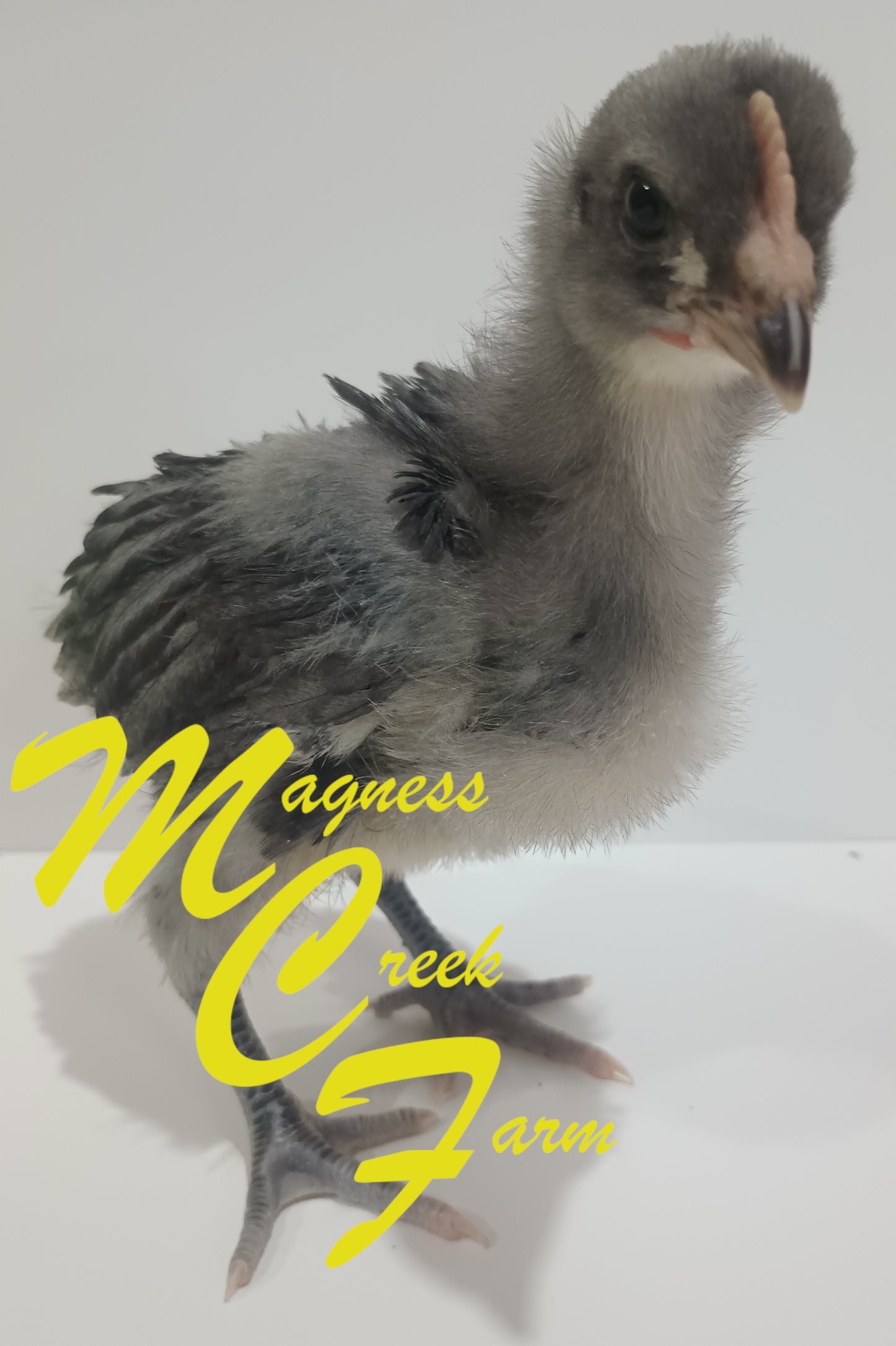 Black English Orpington Chicks, 2 week old