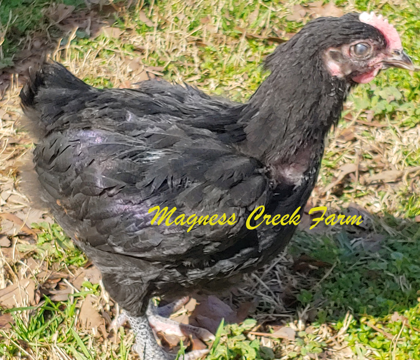 Blue, Black, Splash Juveniles