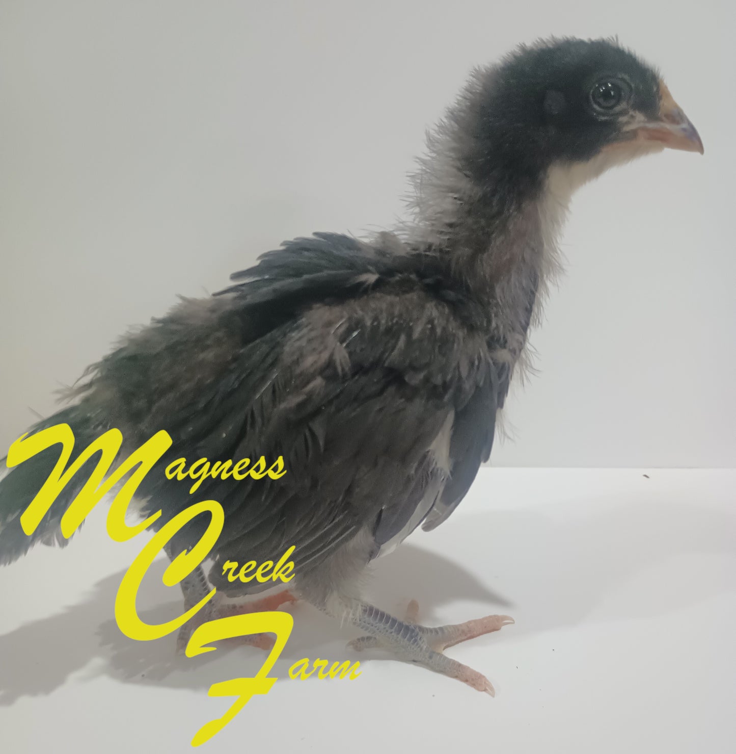 Blue, Black, Splash Orpington Chicks