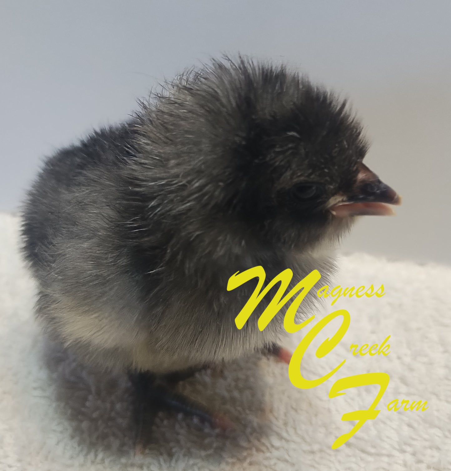 Blue, Black, Splash Orpington Chicks