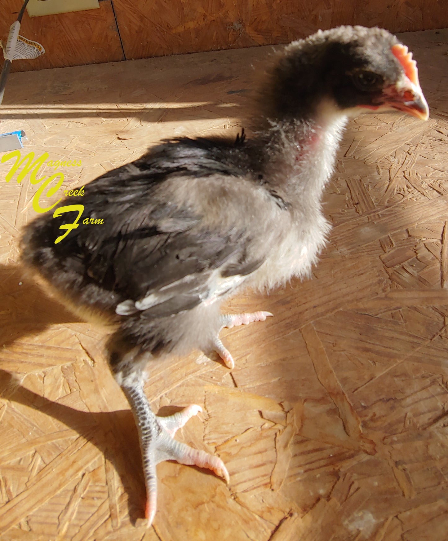Blue English Orpington Chicks, 4 week old