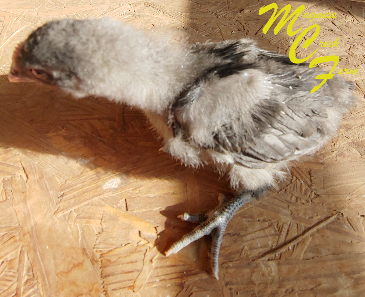 Blue English Orpington Chicks, 4 week old