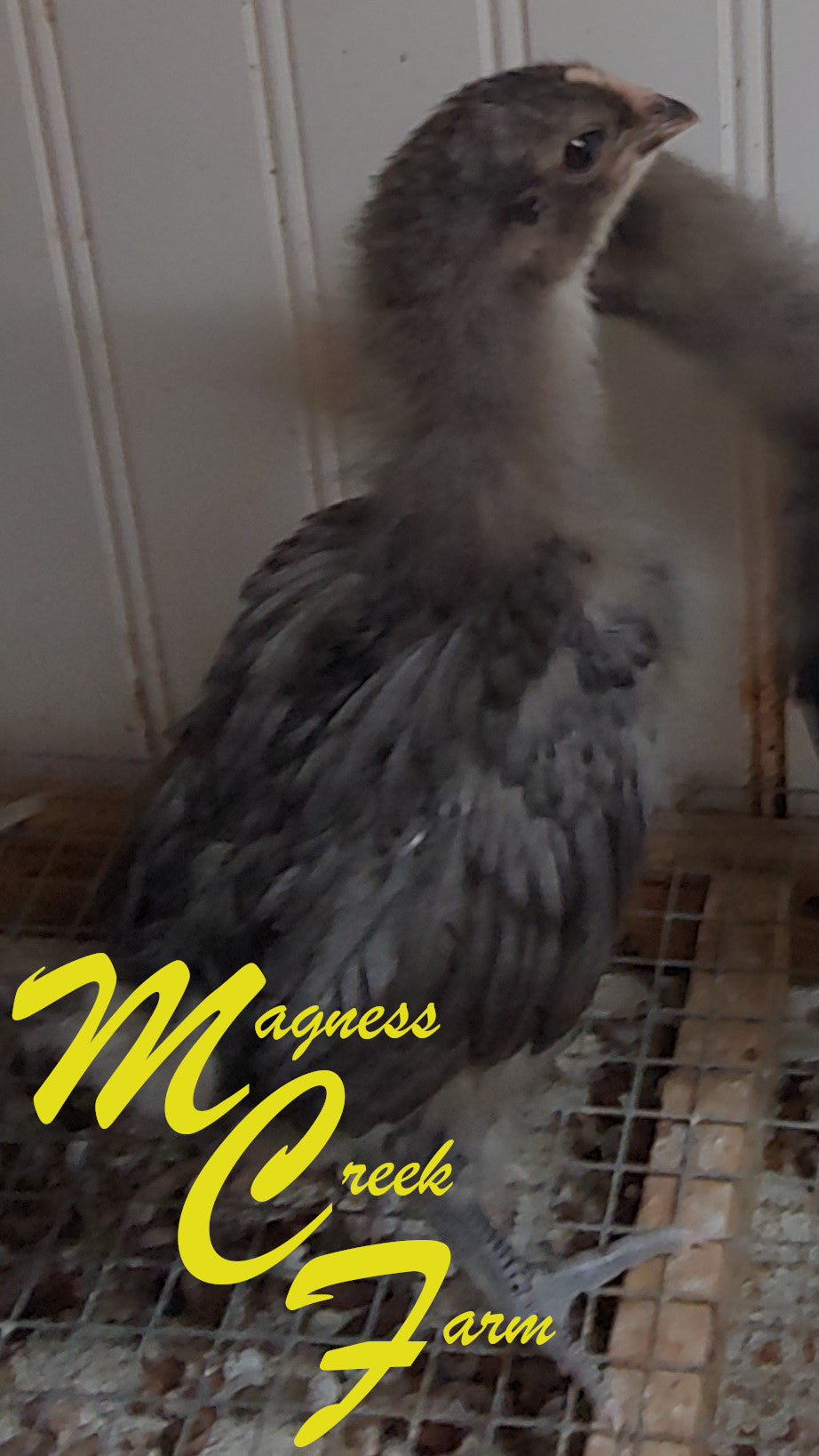 Blue English Orpington Chicks, 4 week old