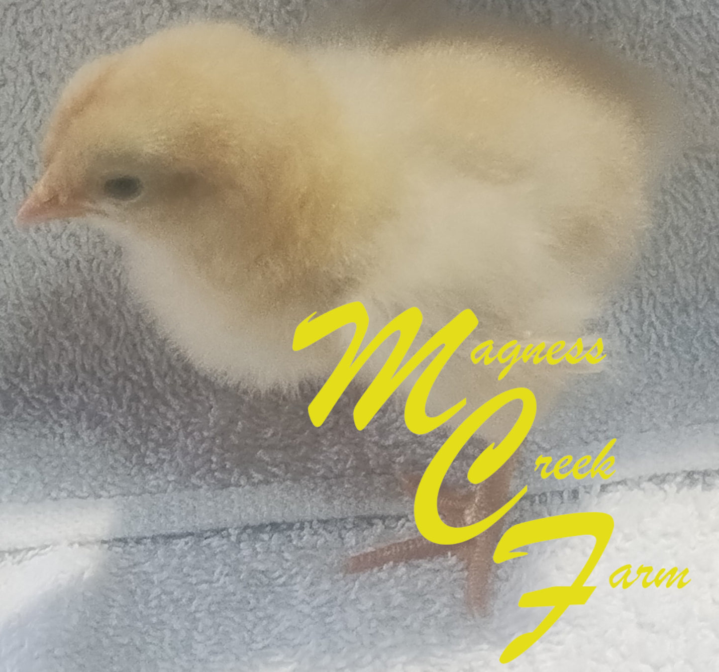 Buff English Orpington Chick