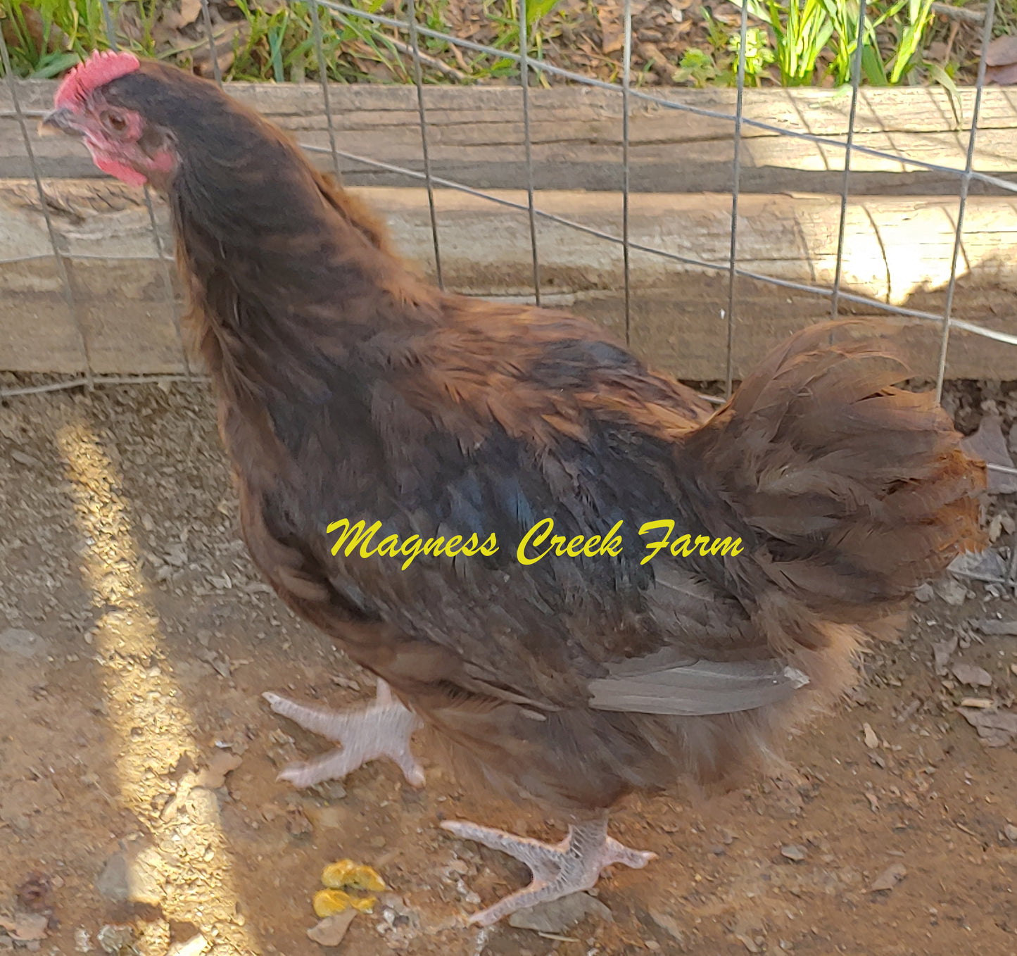 Chocolate Orpington Juvenile