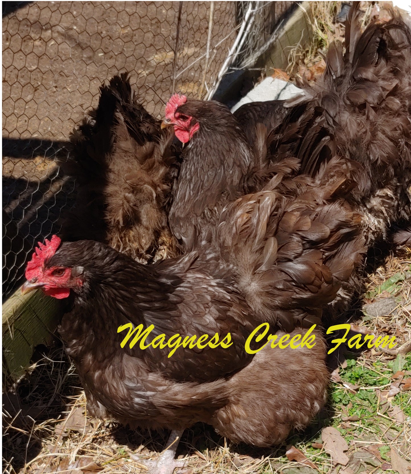 Chocolate Orpington Adults