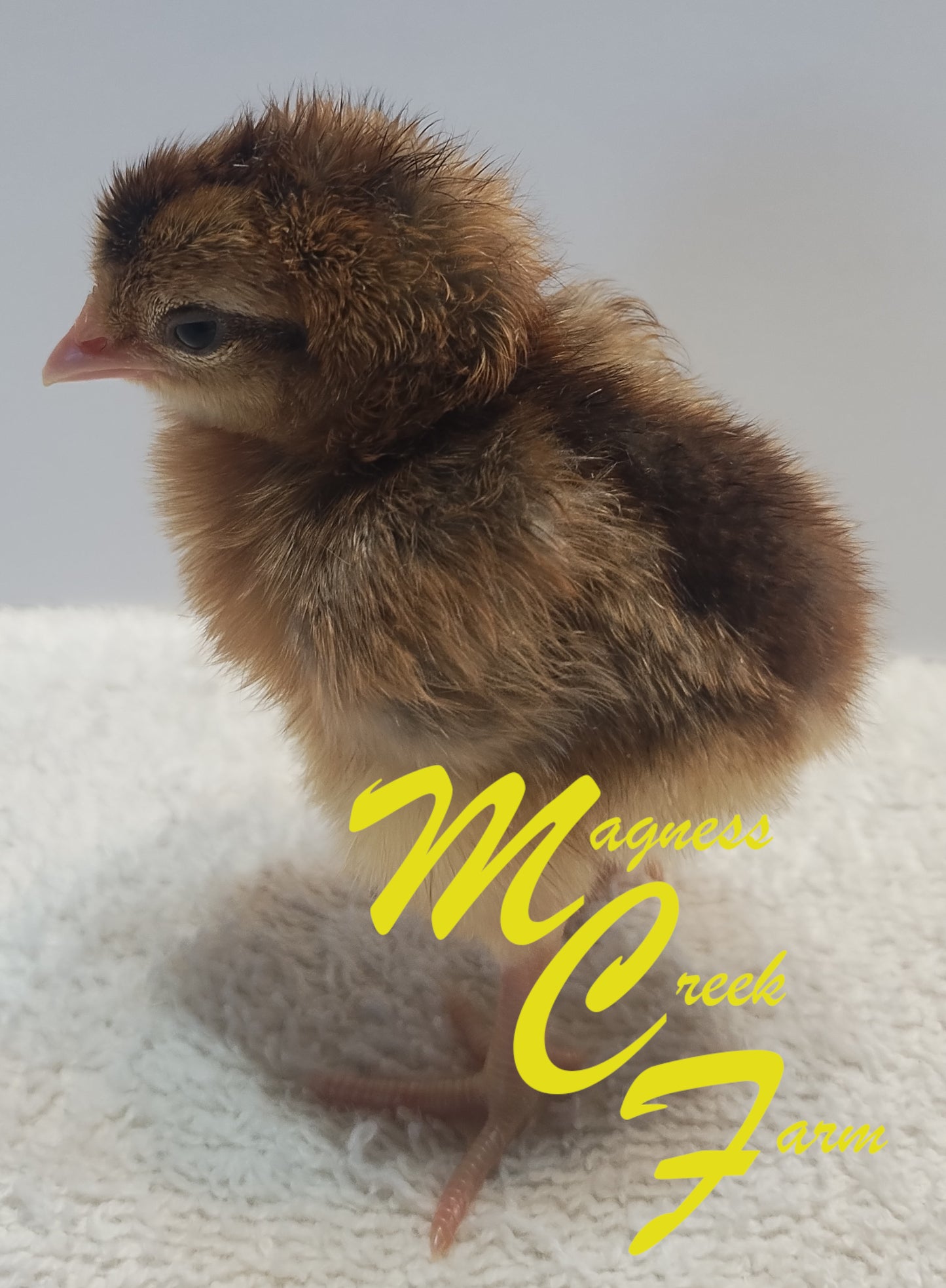 Cream Legbar Pullet Chicks