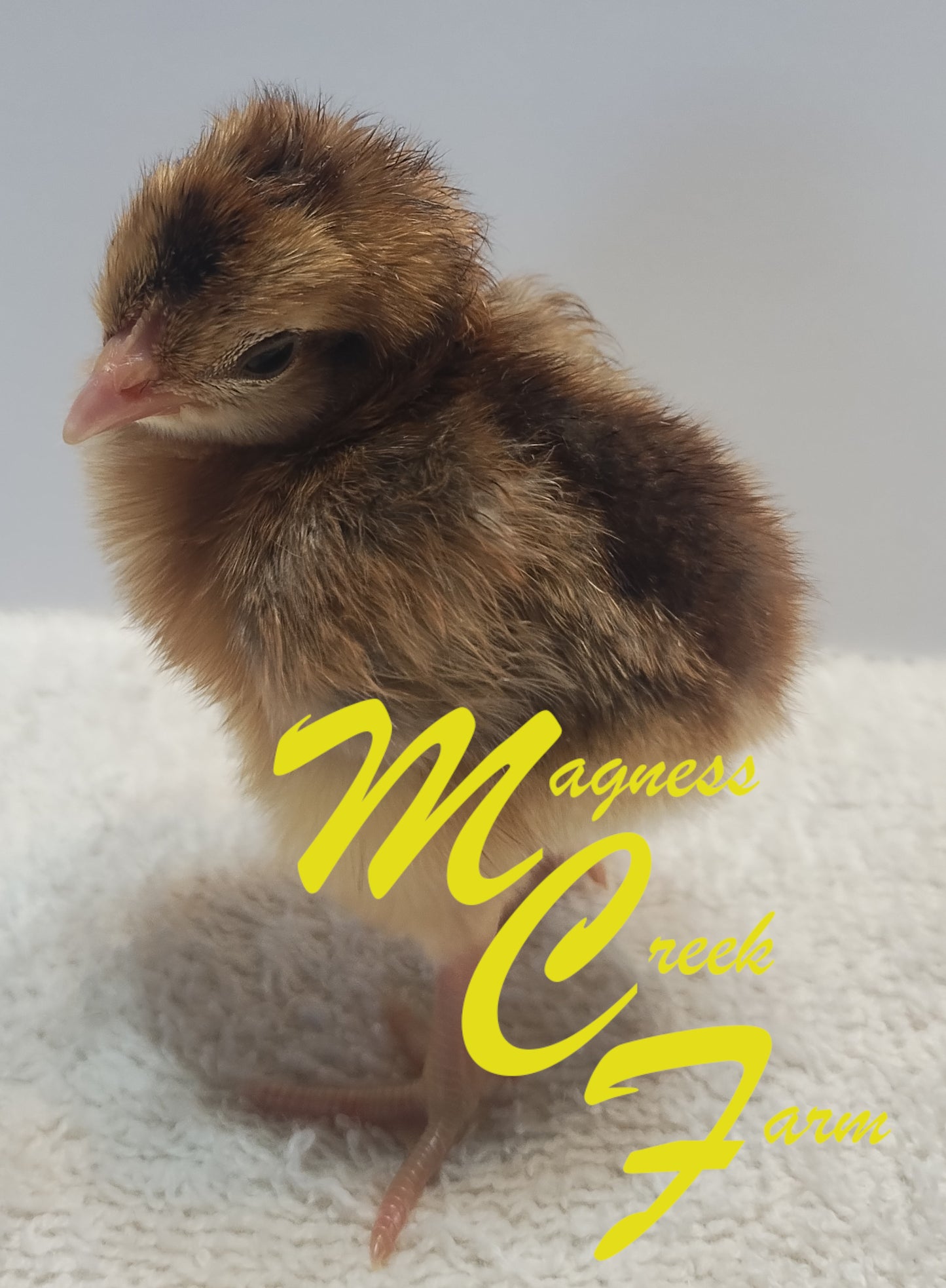 Cream Legbar Pullet Chicks