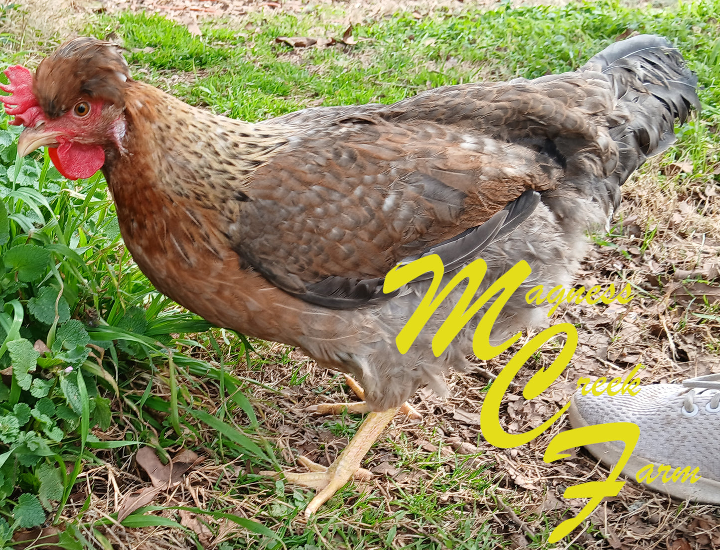 Cream Legbar Hatching Eggs