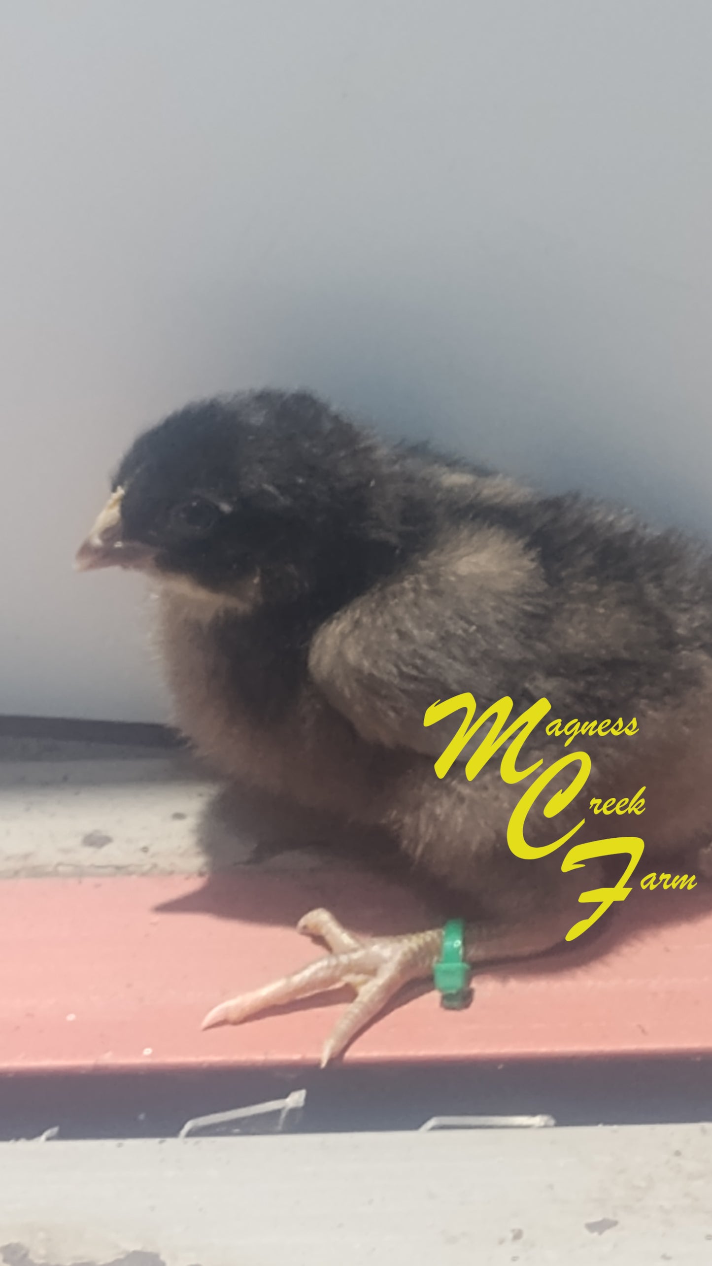 Chocolate English Orpington Chicks