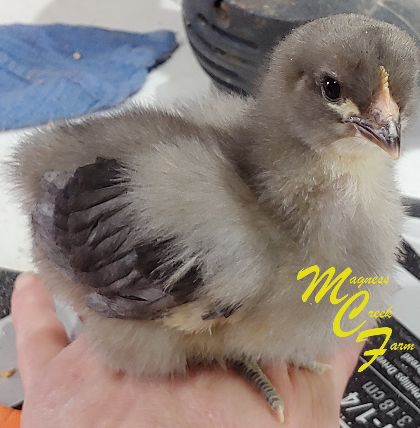 Lavender English Orpington Chicks 1 week old