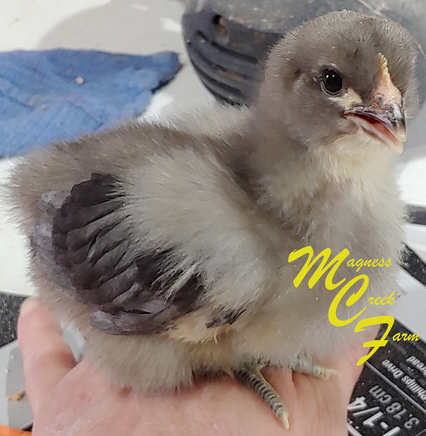 Lavender English Orpington Chicks 1 week old