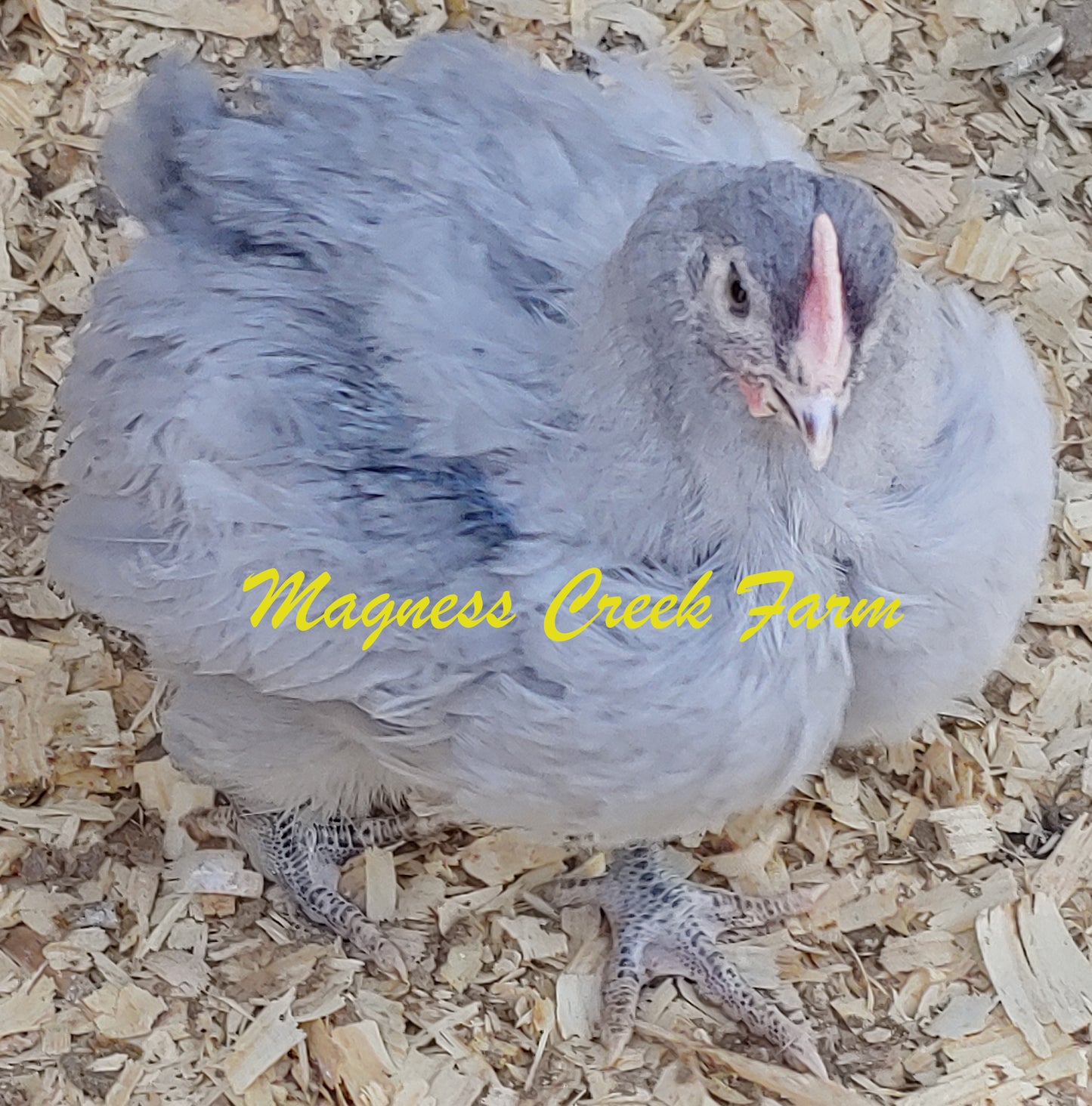 Lavender English Orpington Juveniles