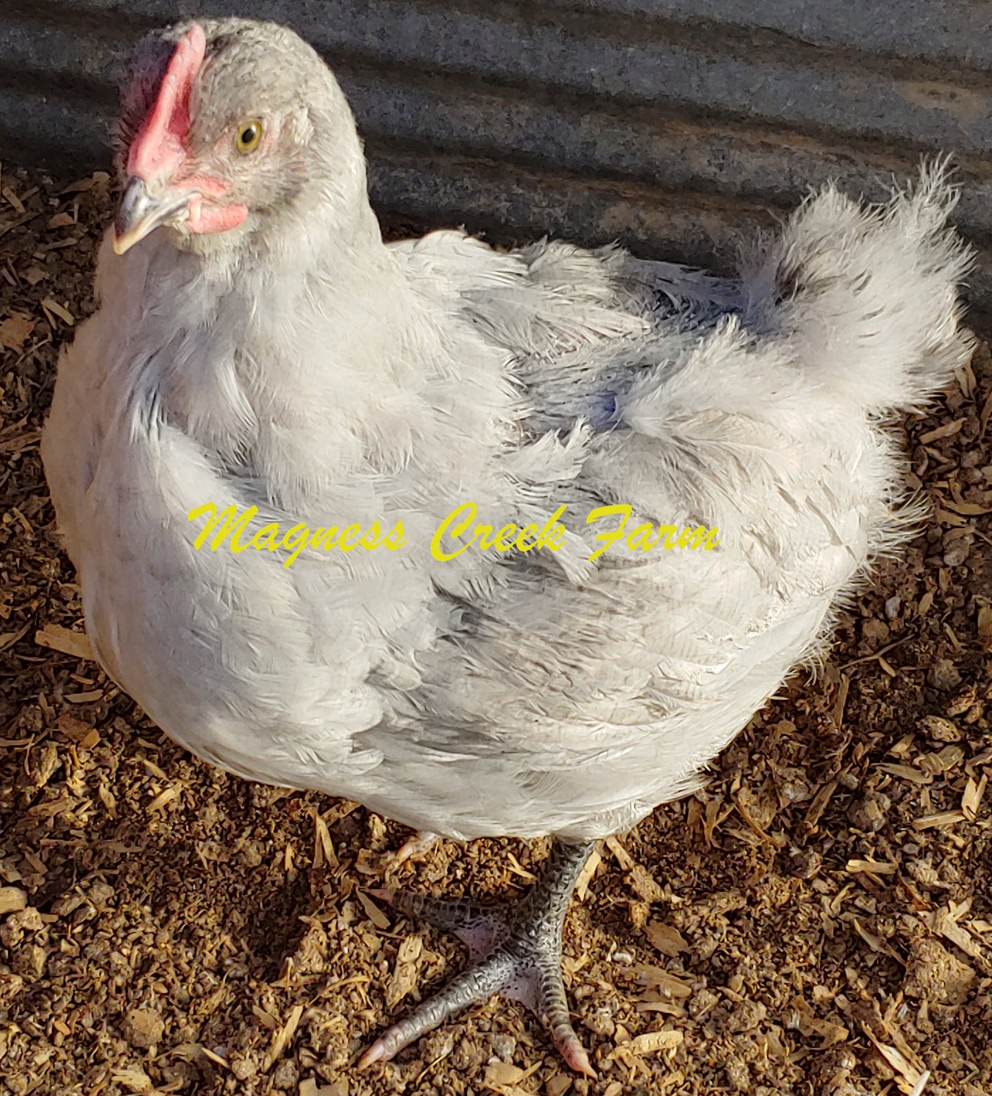 Lavender English Orpington Juveniles