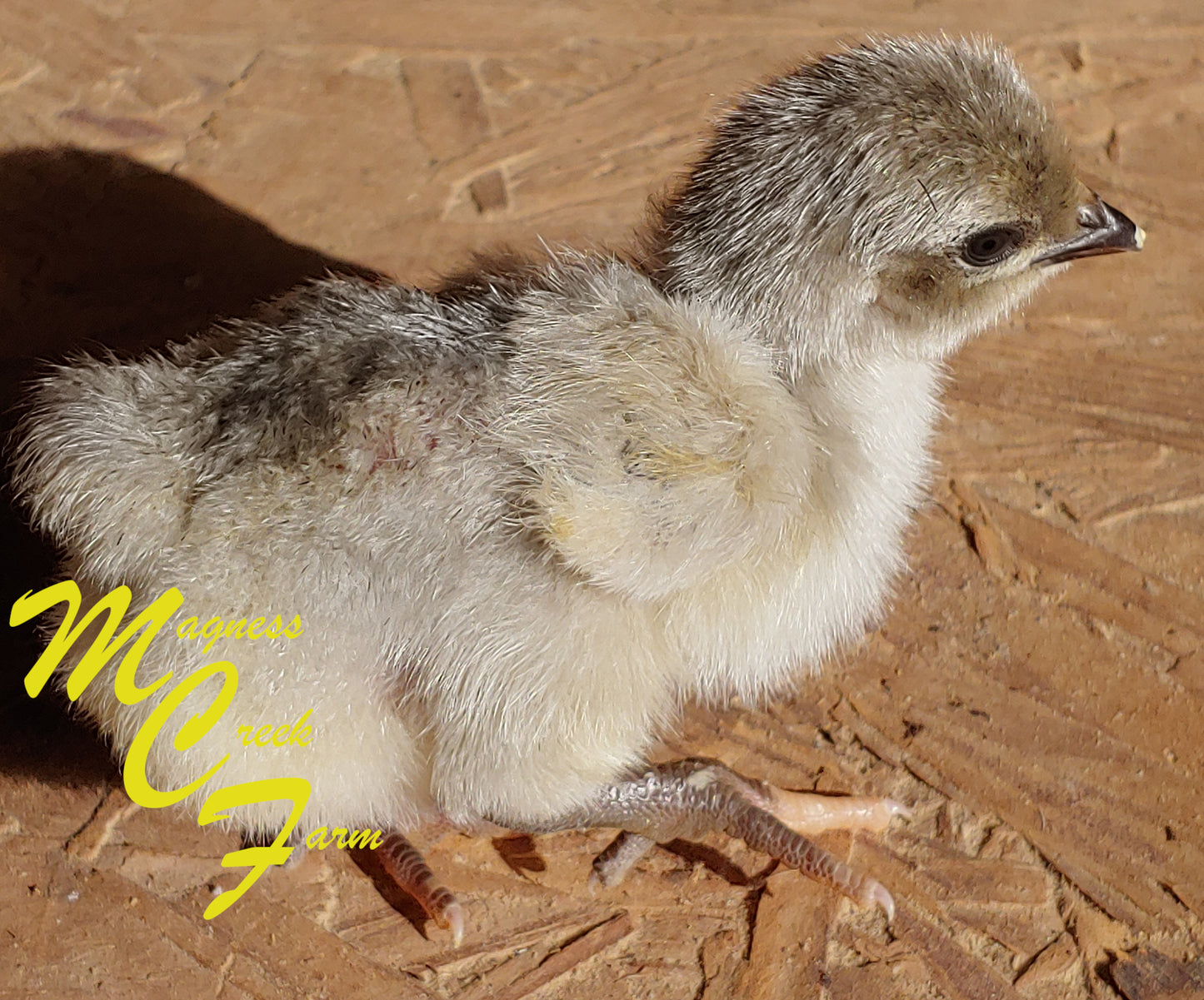 Lavender English Orpington Chick