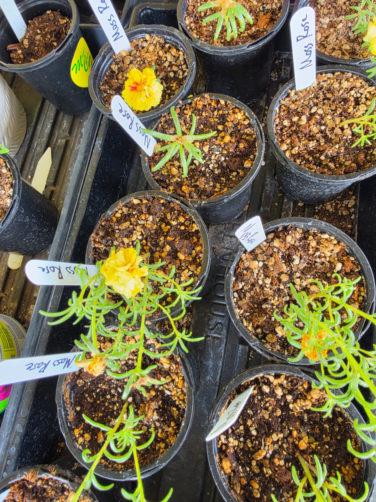 Moss Rose