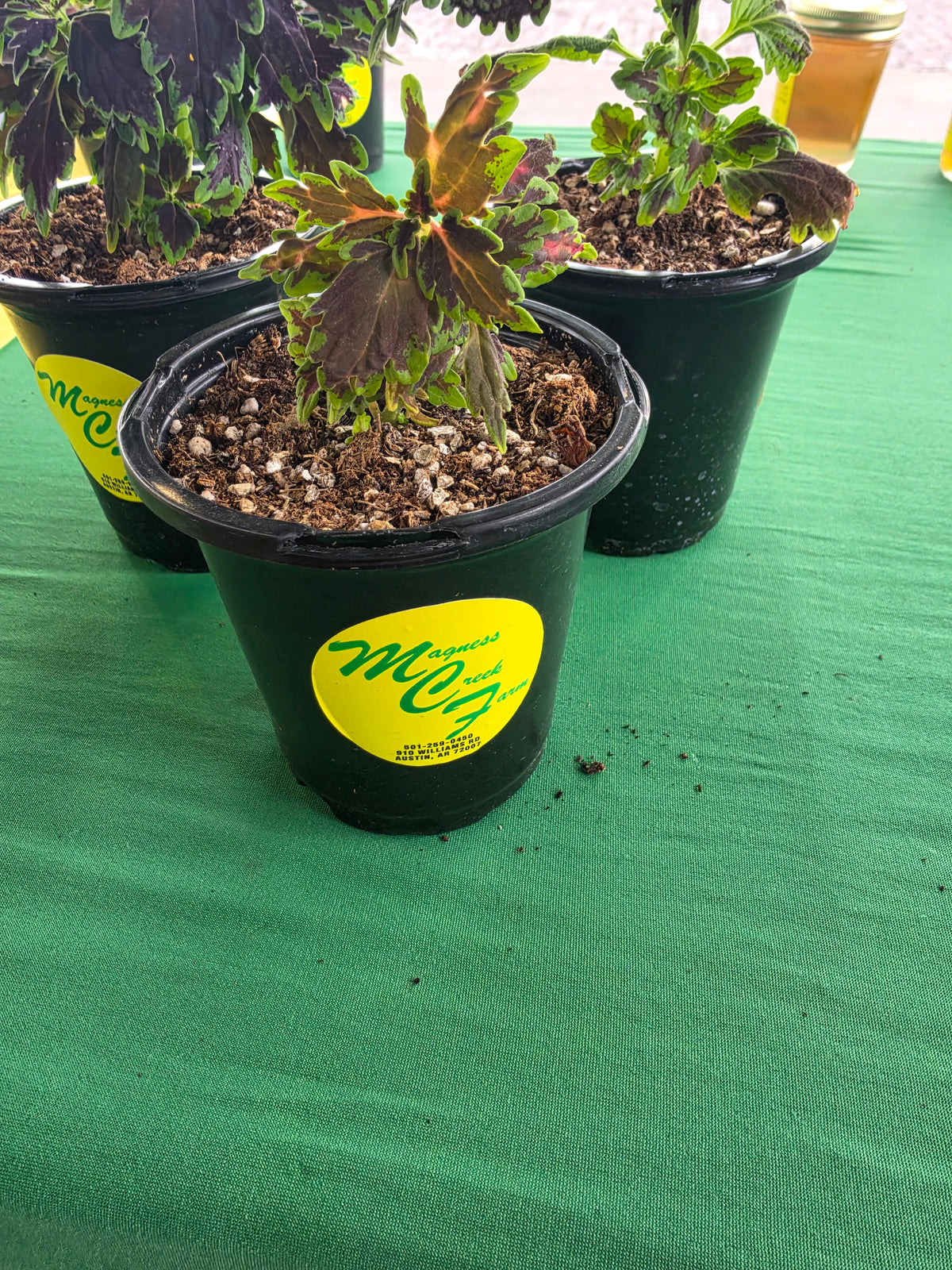 Coleus