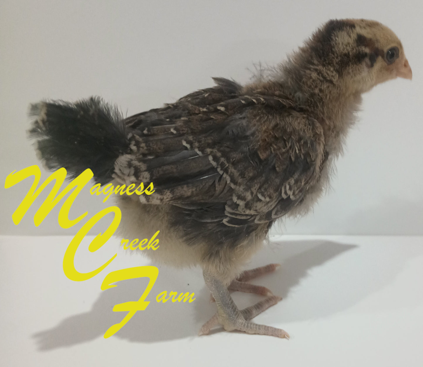 Splash English Orpington Chicks, 4 week old