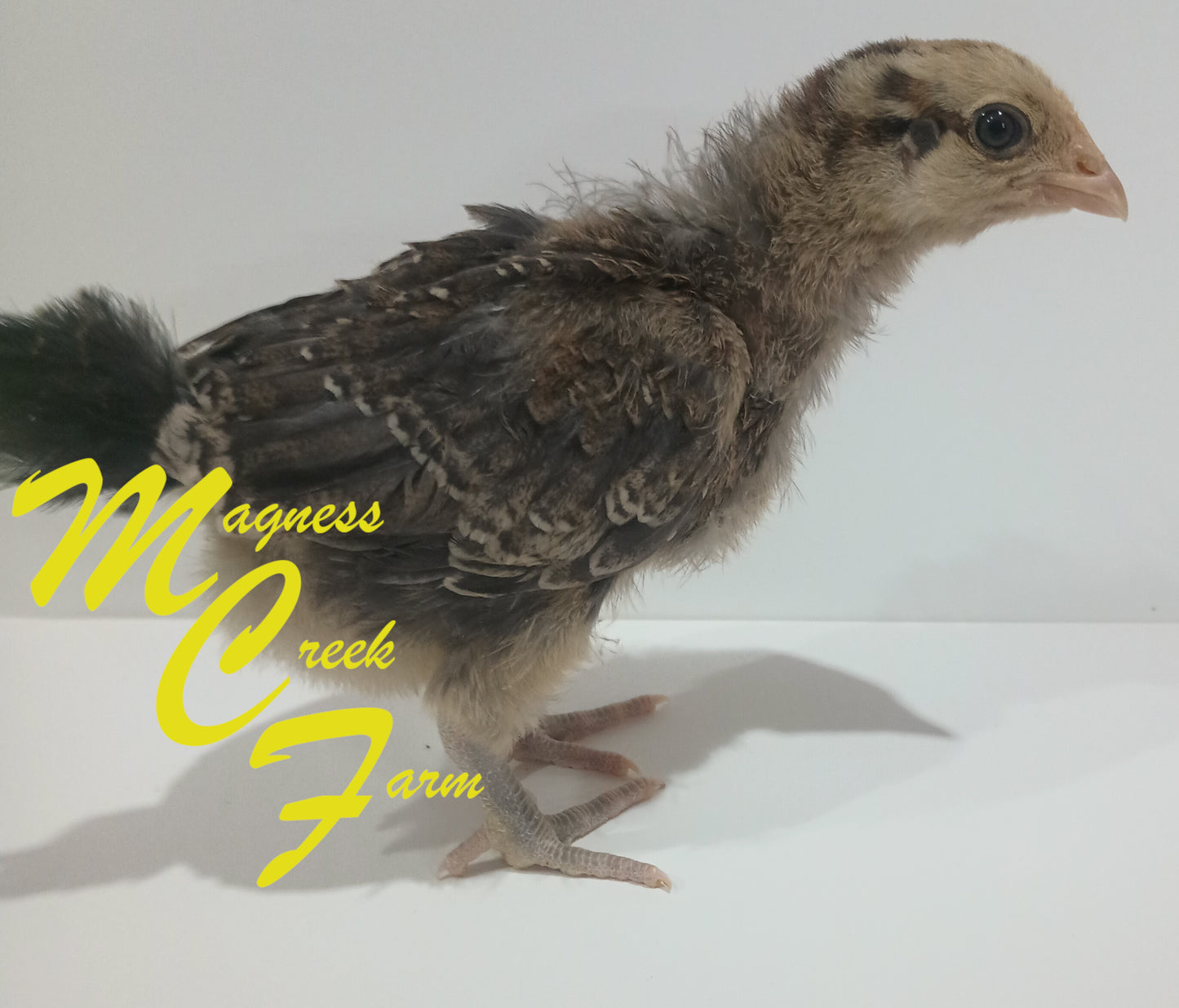 Splash English Orpington Chicks, 4 week old