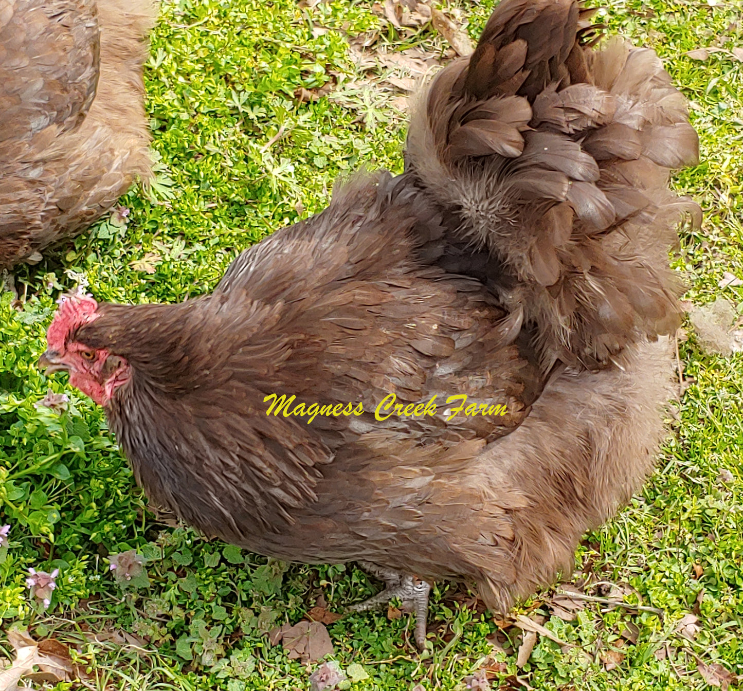 English Orpington - Chocolate/Chocolate Split to Mottled Hatching Eggs - Each
