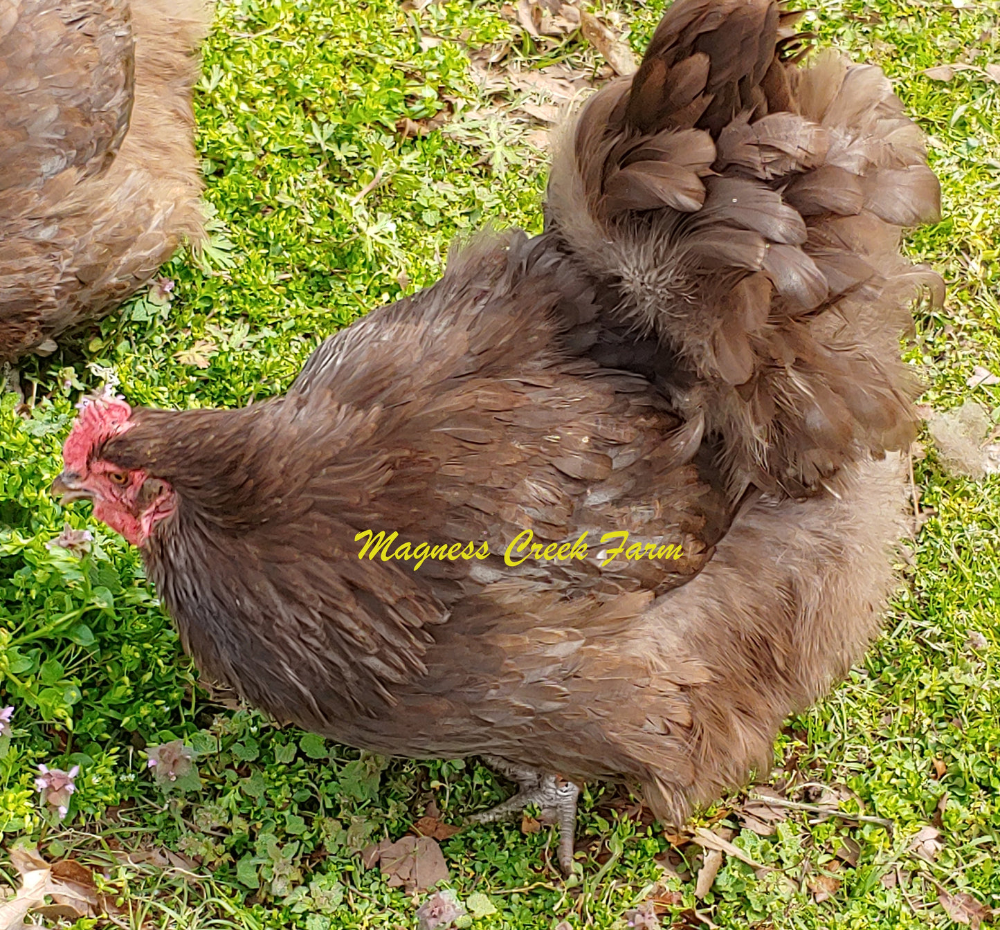 Hatching Eggs English Orpington - Chocolate/Chocolate Mottled