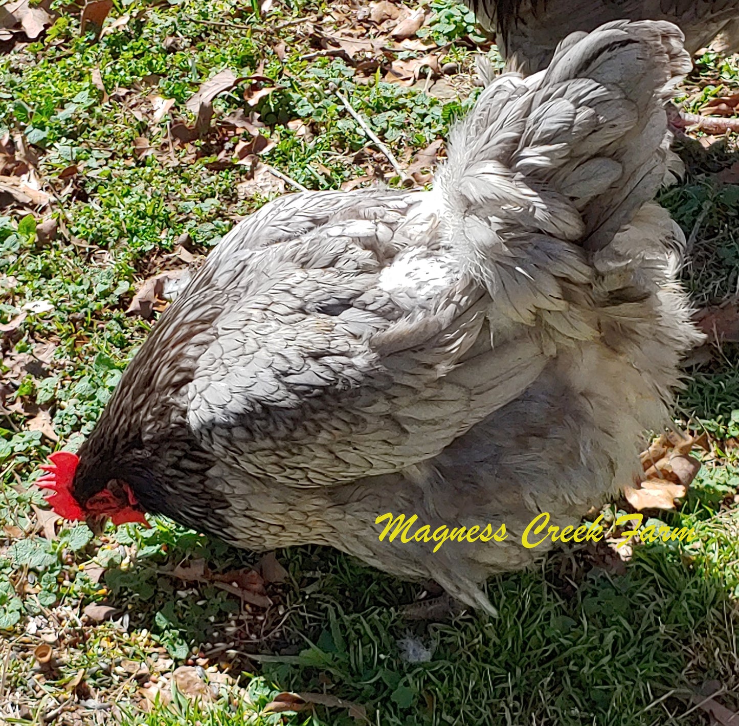 English Orpington - Blue/Black/Splash Hatching Eggs