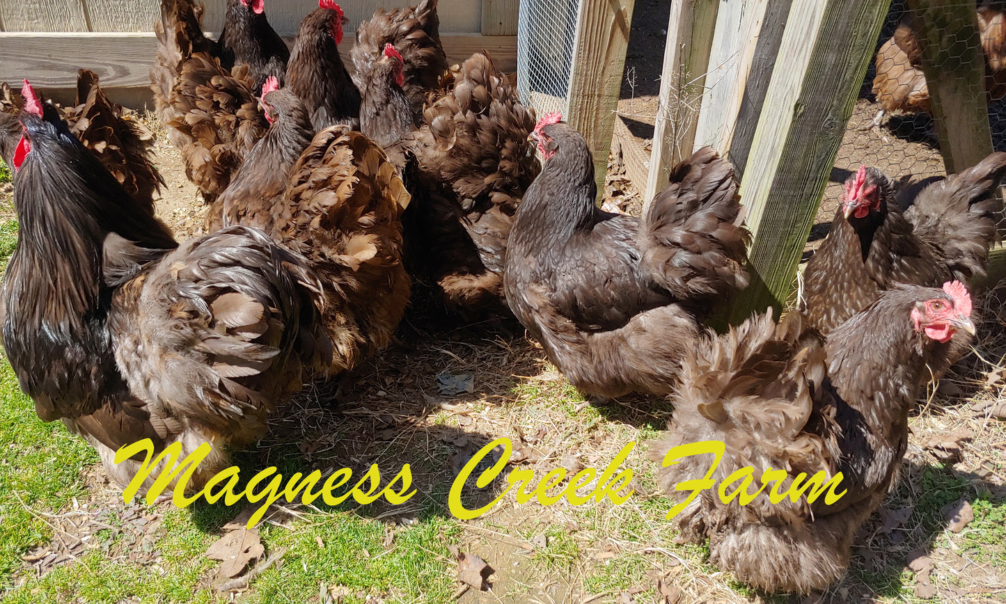English Orpington - Chocolate/Chocolate Split to Mottled Hatching Eggs - Each