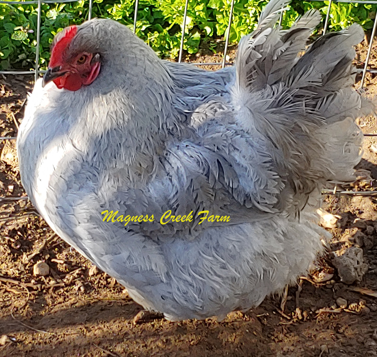 English Orpington - Lavender Hatching Eggs