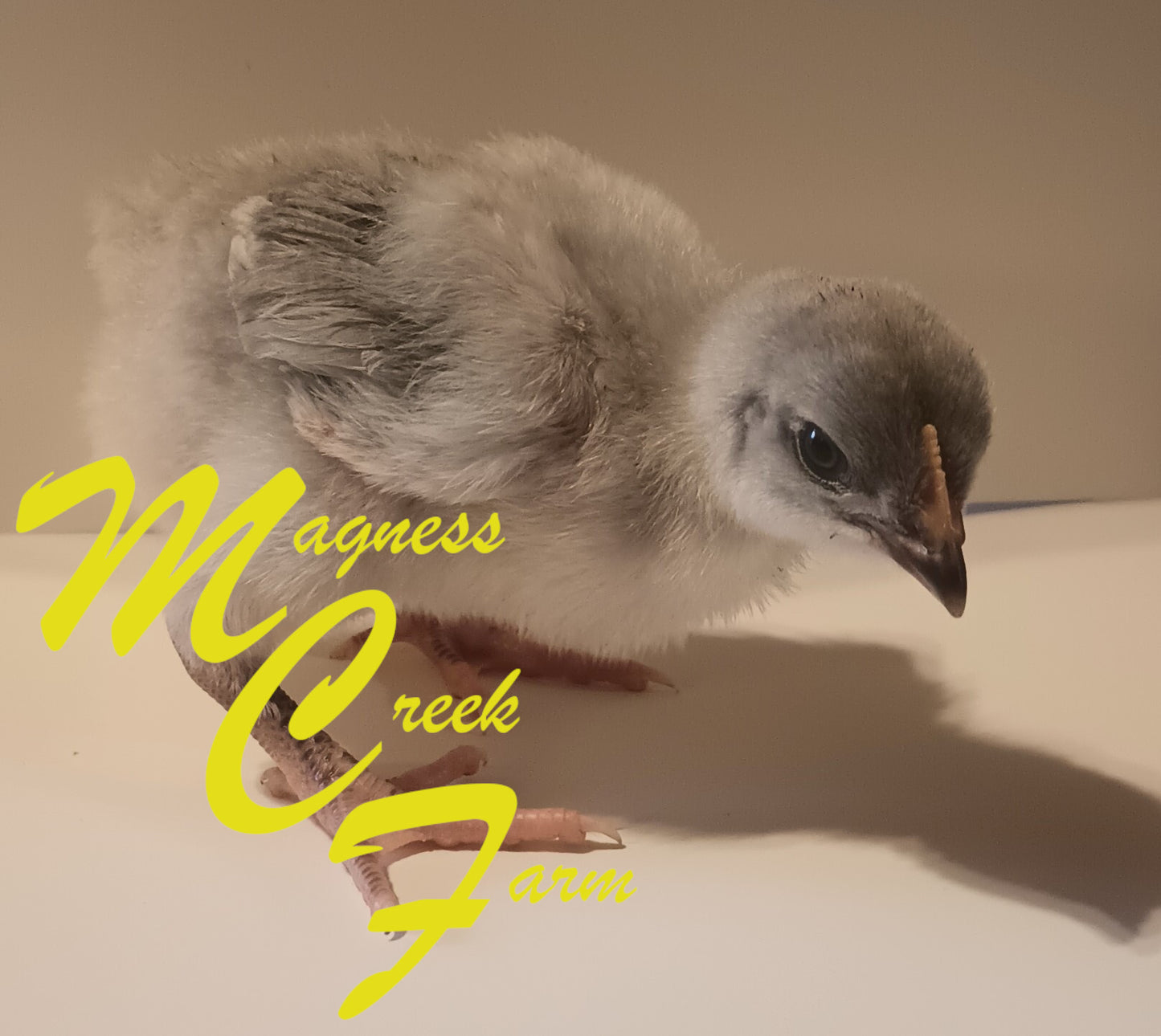 Lavender English Orpington Chicks