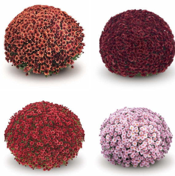 Belgian Mum, Assorted Colors