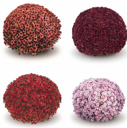 Belgian Mum, Assorted Colors
