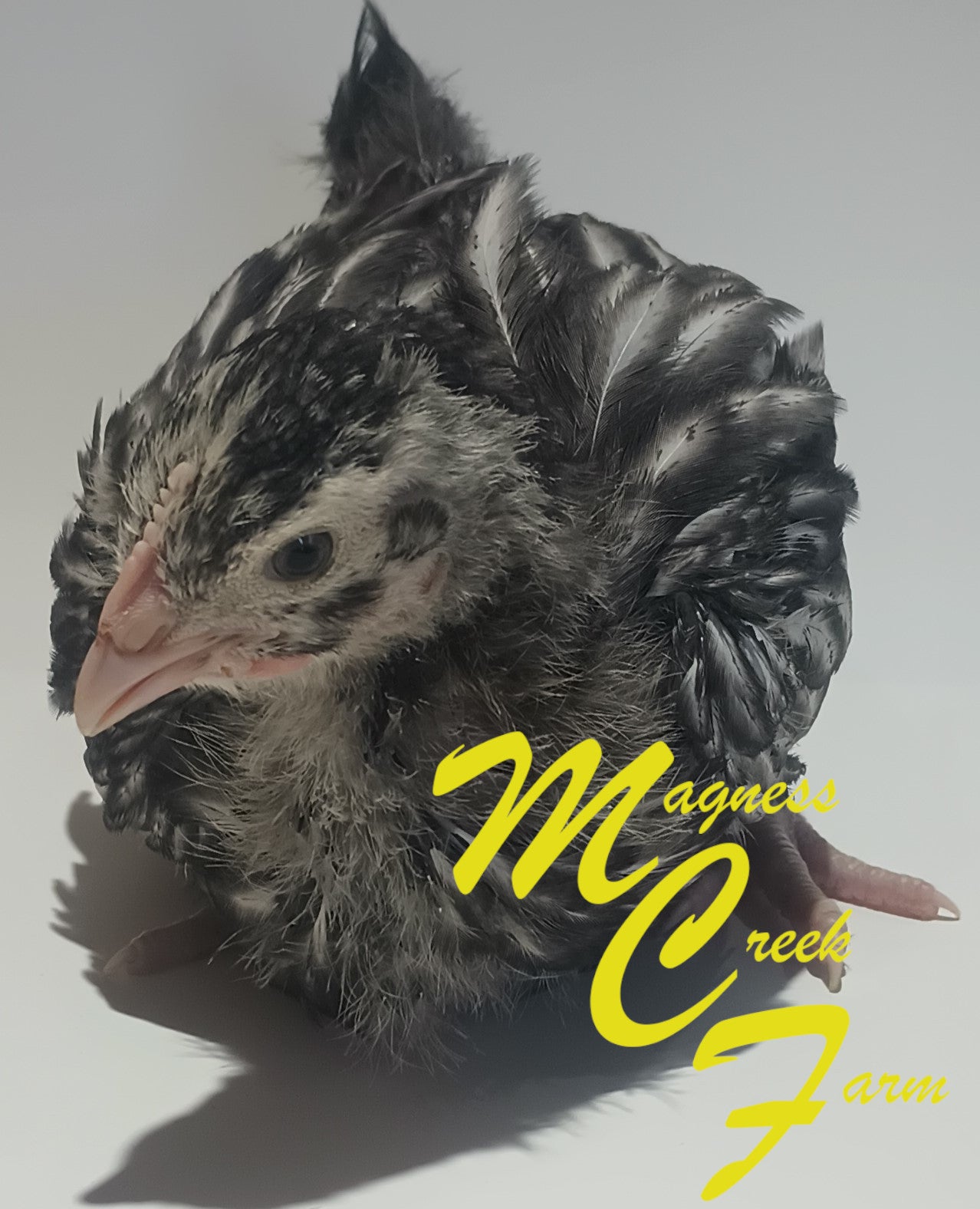 Silver Laced English Orpington Juveniles