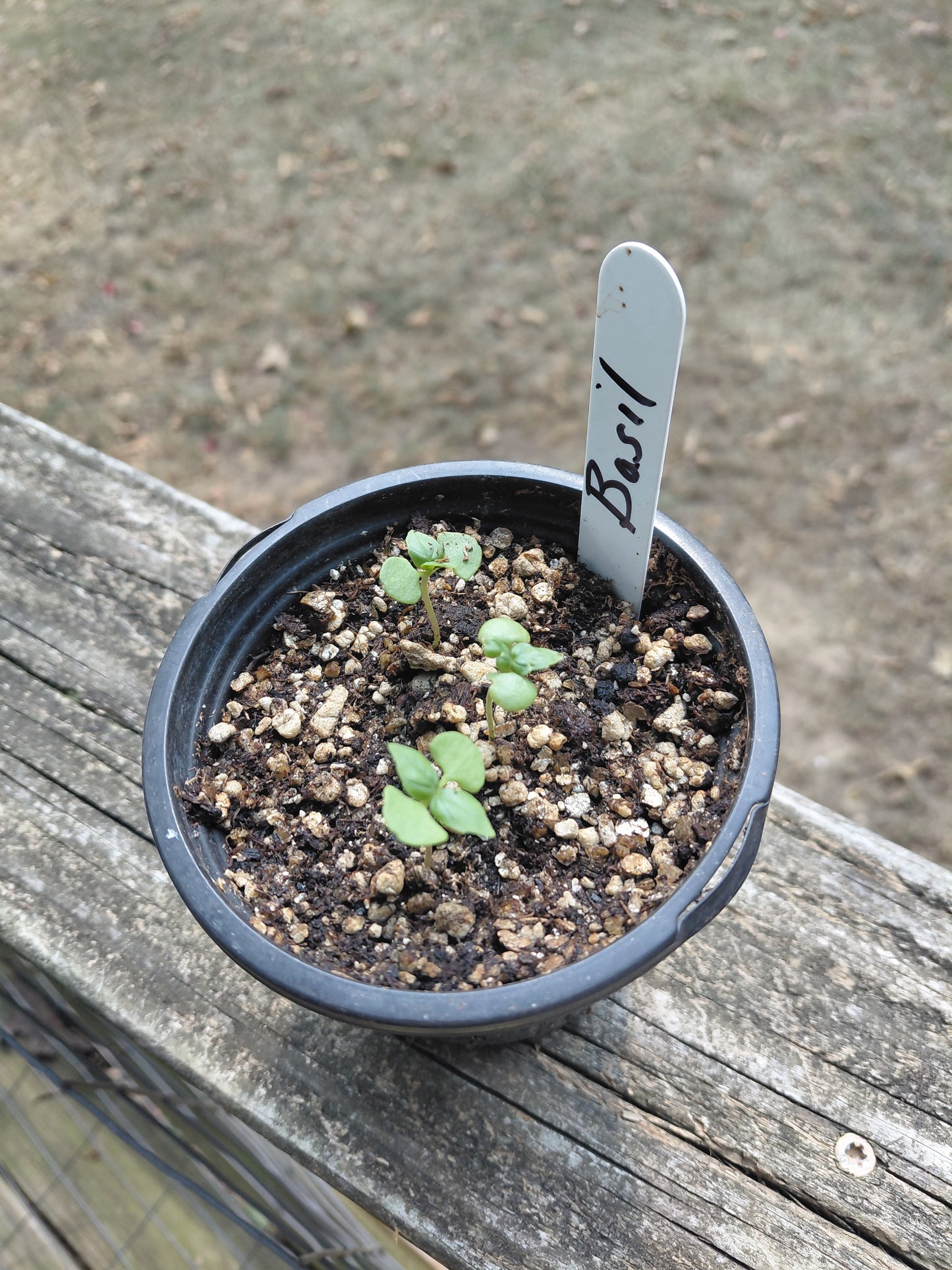 Basil