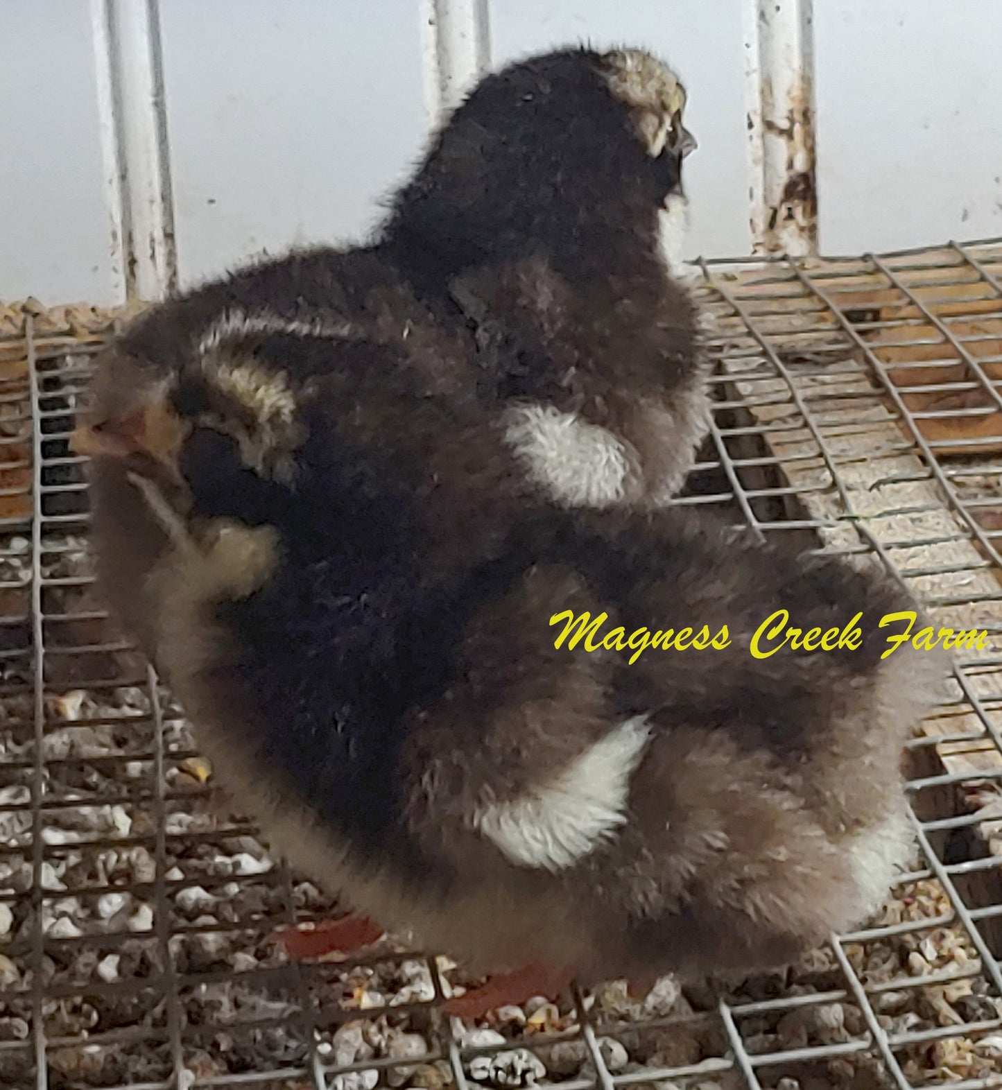 Chocolate/Chocolate Mottled English Orpington Chicks