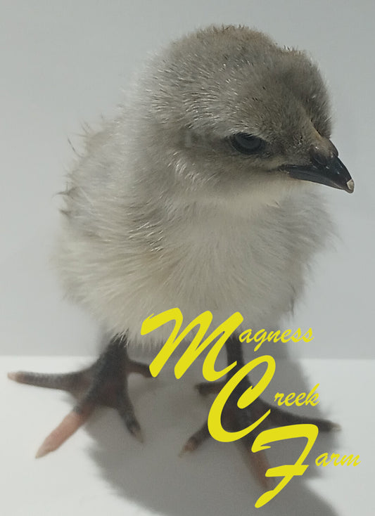 Silver Laced English Orpington Chicks