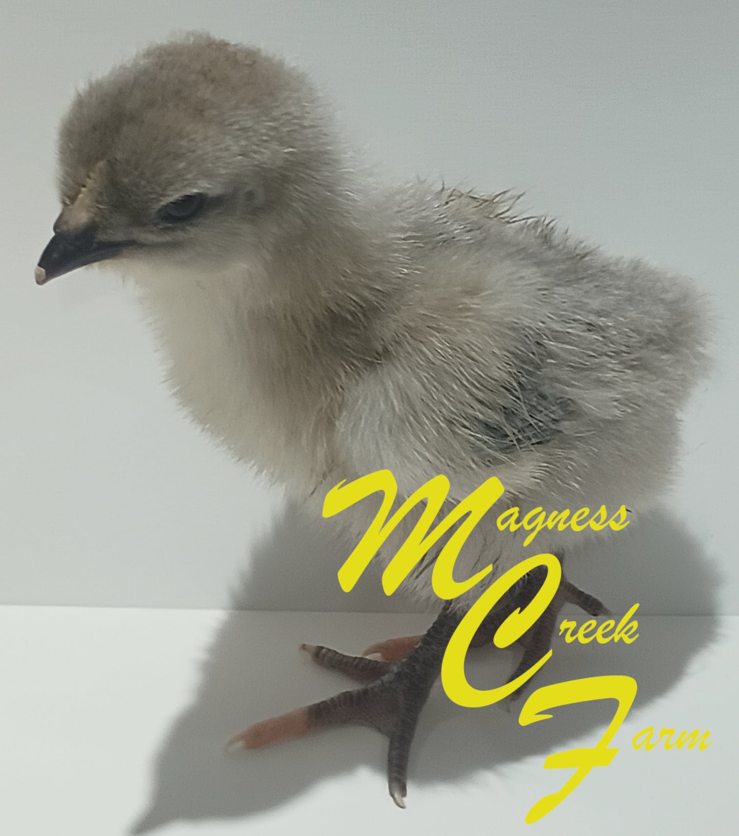 Silver Laced English Orpington Chicks