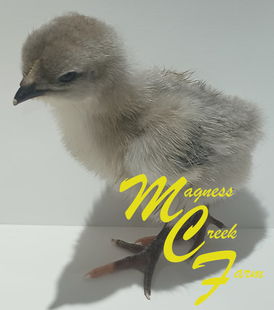 Silver Laced English Orpington Chicks